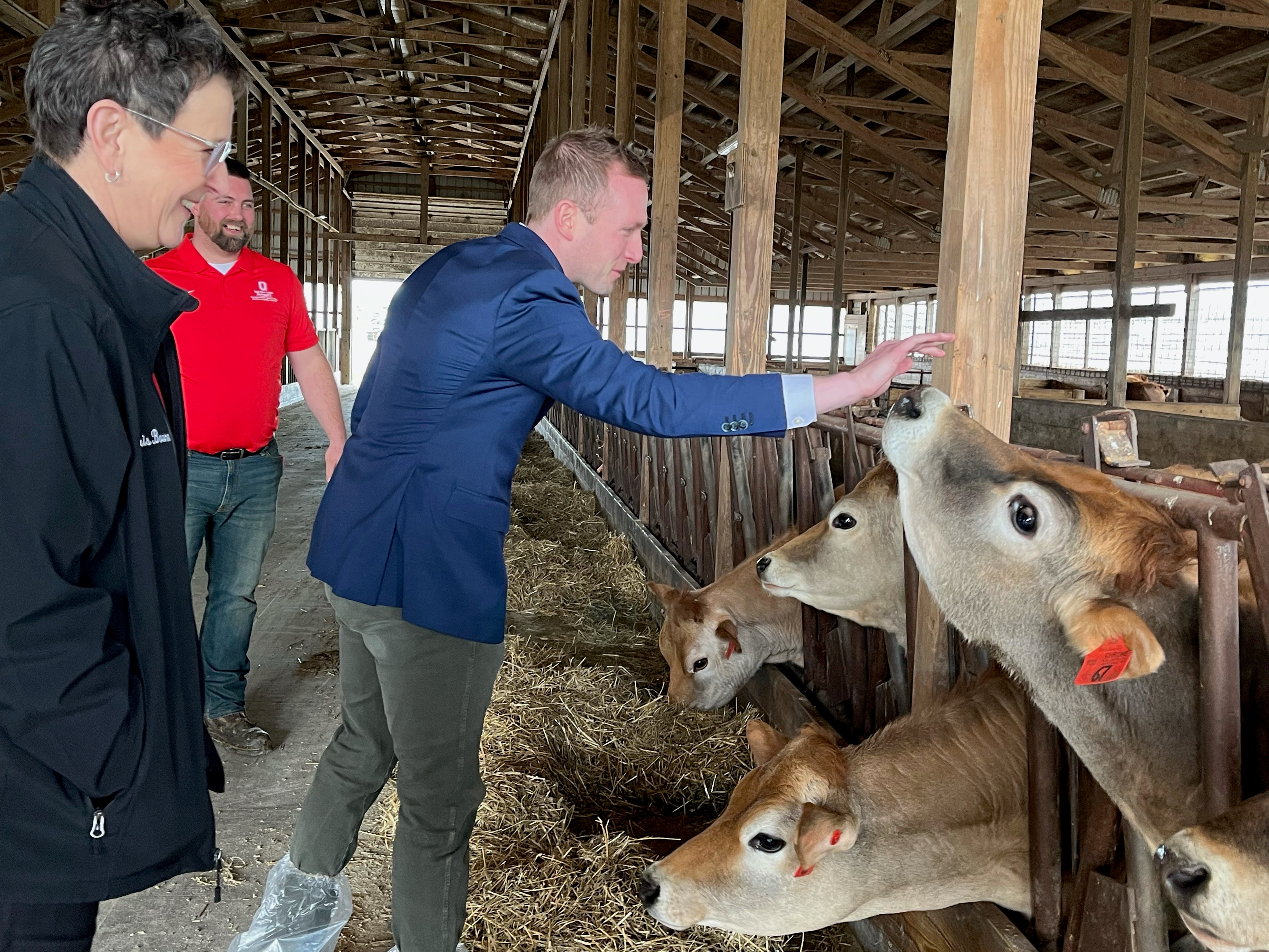 Max Miller pets a dairy cow at the Ohio State Wooster campus dairy.