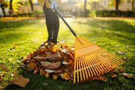 Leaves being raked into a pile on a sunny day Leaves being raked into a pile on a sunny day