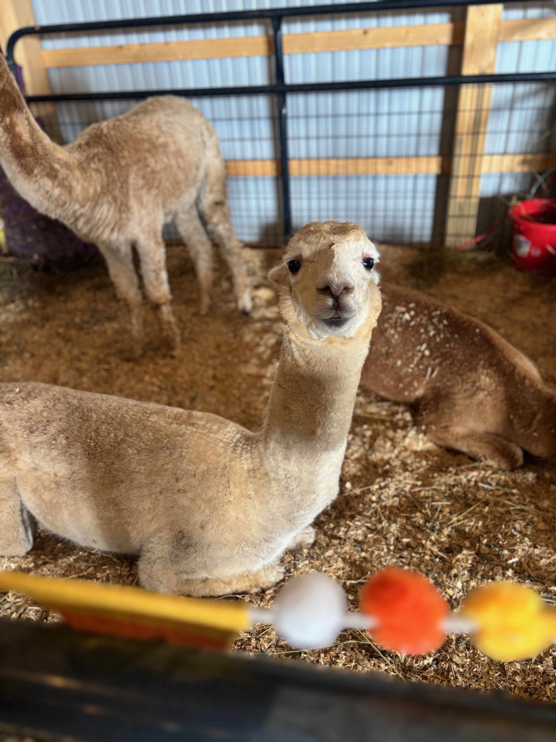 An Alpaca at the Luzerne County Fair in the new barn.