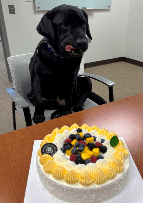 Police Department Facility Dog Tiller
