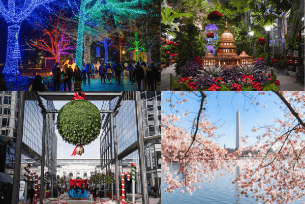Collage of four images: 1) Vibrant night view of trees wrapped in colorful lights for DC ZooLights with people gathering  2) Lush indoor garden with flowers and a model structure of the U.S. Capitol Building. 3) Decorative green walkway with a giant hanging floral arrangement mistletoe in DC 4) Scenic view of cherry blossoms in full bloom with the Washington Monument in the background.