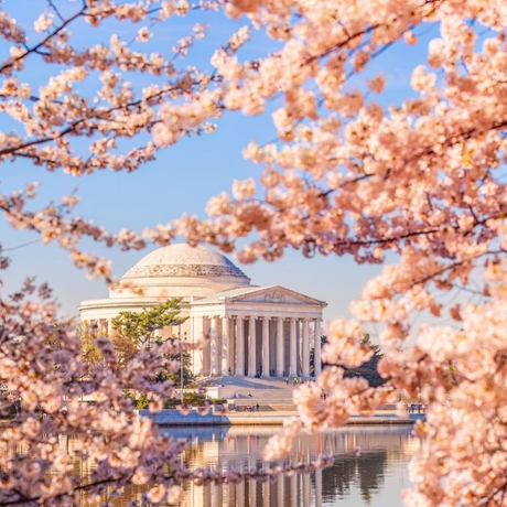 The image shows the Jefferson Memorial framed by blooming cherry blossom trees. The memorial's reflection is visible in the calm water below, under a clear blue sky.