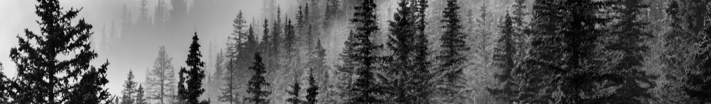 Banner image of forest trees
