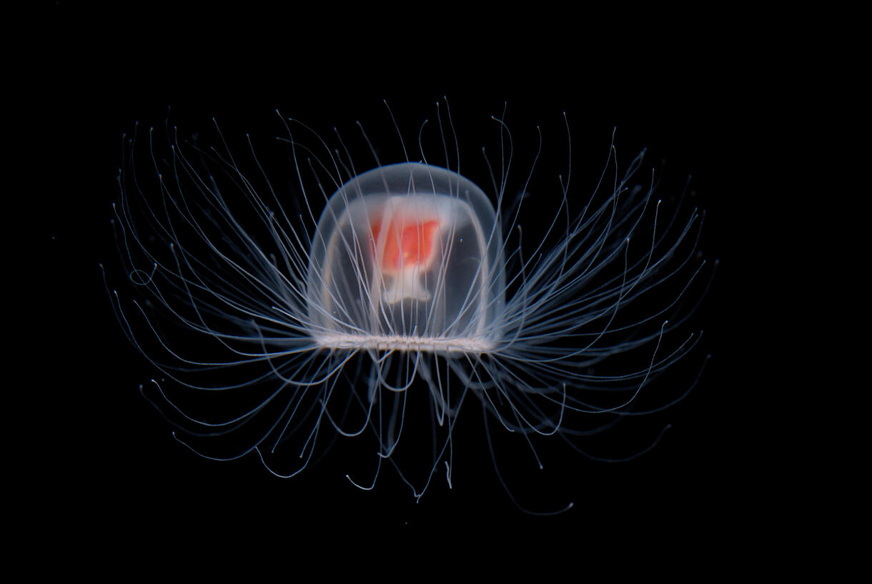 Immortal jellyfish