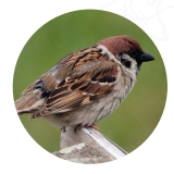 dokarmianie ptaków mazurek