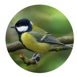 dokarmianie ptaków sikorka bogatka