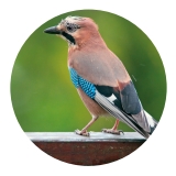 dokarmianie ptaków sójka