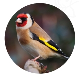 dokarmianie ptaków szczygieł