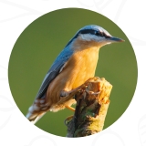 dokarmianie ptaków kowalik