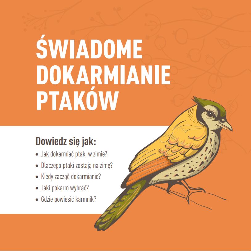 jak dokarmiać ptaki w zimie